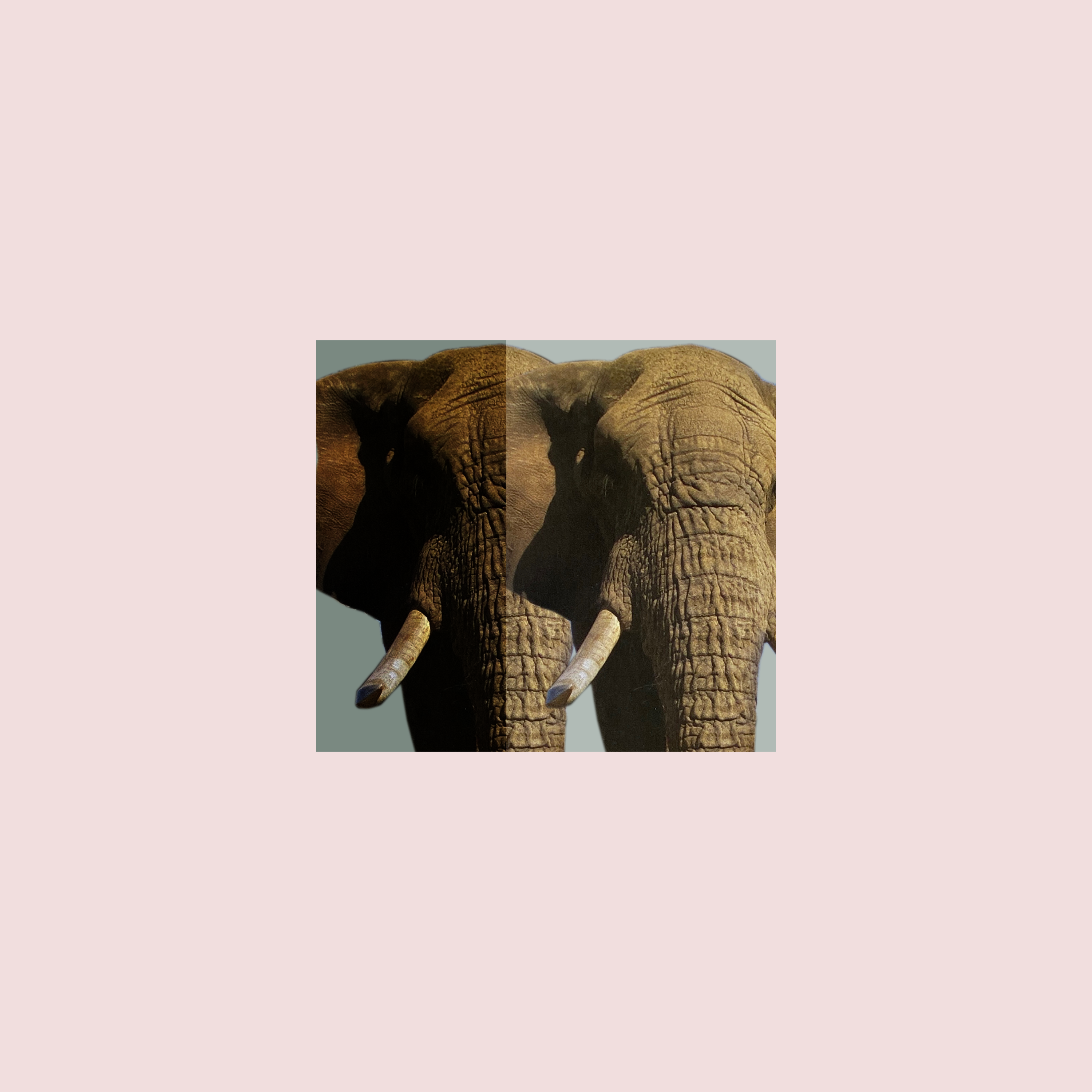 JENTL-Elephant